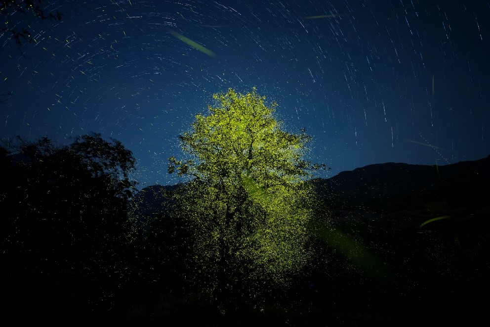 Fireflies_Aishwarya_Sridhar